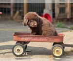Puppy 2 Newfoundland