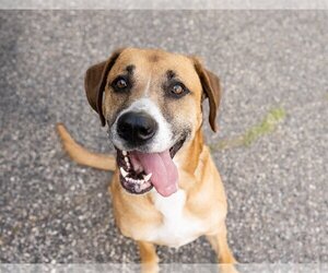 Labrador Retriever-Unknown Mix Dogs for adoption in St. Louis Park, MN, USA