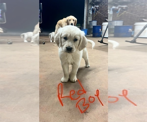 Medium Photo #6 Golden Retriever Puppy For Sale in BOILING SPGS, SC, USA