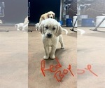Small Photo #14 Golden Retriever Puppy For Sale in BOILING SPGS, SC, USA