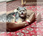 Small #2 Border Terrier Mix
