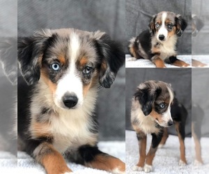 Miniature Australian Shepherd Puppy for sale in BROOKER, FL, USA