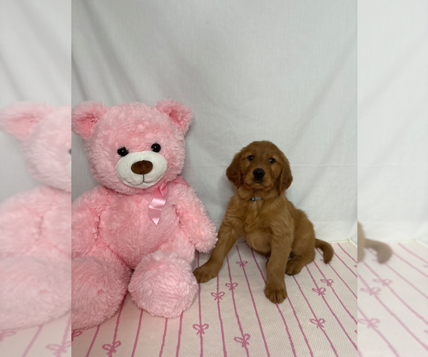 Medium Photo #1 Golden Retriever Puppy For Sale in ORLANDO, FL, USA