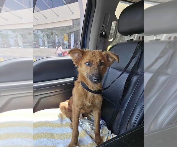 Medium Photo #3 Border Collie-Unknown Mix Puppy For Sale in New York, NY, USA