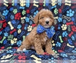 Artie - Male Cavapoo (Miniature) Puppy for Sale - Photo #2
