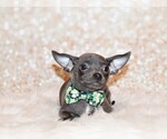 Puppy Denver Chihuahua