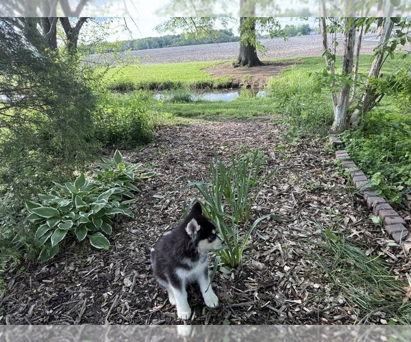 Medium Photo #14 Siberian Husky Puppy For Sale in ALTON, IL, USA