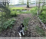 Small #2 Siberian Husky