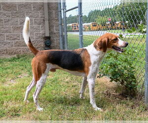 Mutt Dogs for adoption in Glen Allen, VA, USA