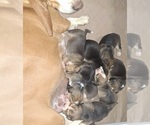 Small #4 Bagle Hound