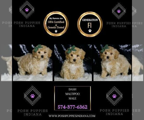 Medium Photo #104 Maltipoo (Miniature) Puppy For Sale in WARSAW, IN, USA