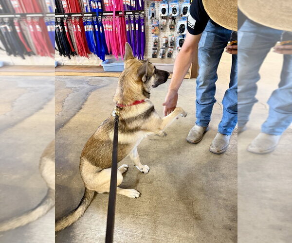 Medium Photo #2 German Shepherd Dog Puppy For Sale in West Sacramento, CA, USA