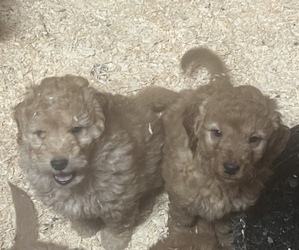 Goldendoodle (Miniature) Puppy for sale in EASTON, MA, USA