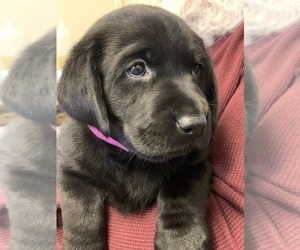Labrador Retriever Puppy for sale in RAMSEUR, NC, USA