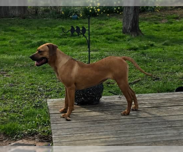 Medium Photo #3 Boxer-Unknown Mix Puppy For Sale in Burnsville, MN, USA