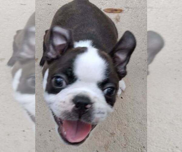 Medium Photo #1 Boston Terrier Puppy For Sale in SEBRING, FL, USA