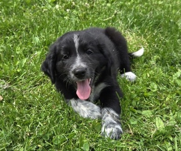 Medium Photo #1 Border Collie-German Shorthaired Pointer Mix Puppy For Sale in RICHLAND CENTER, WI, USA