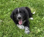 Puppy Runty Border Collie-German Shorthaired Pointer Mix