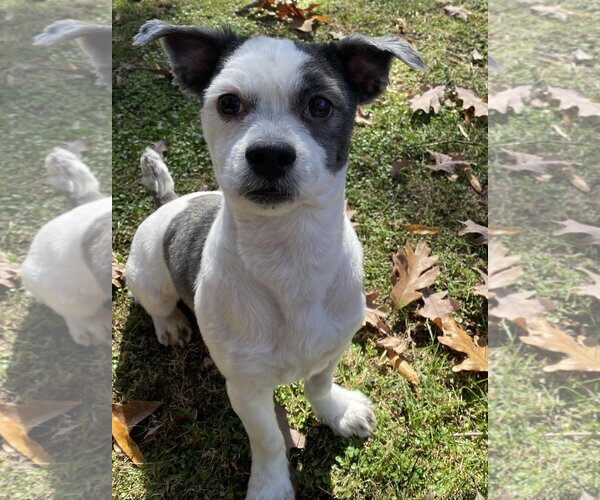 Medium Photo #1 Havashu Puppy For Sale in Greensboro, NC, USA