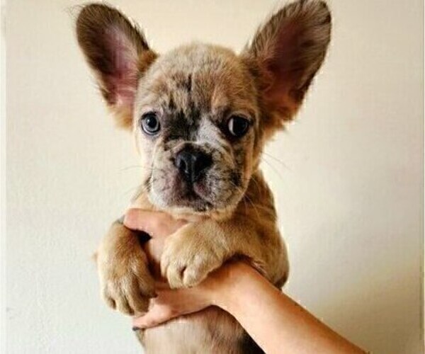 Medium Photo #4 French Bulldog Puppy For Sale in NEW YORK, NY, USA
