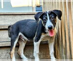 Small #1 Catahoula Leopard Dog Mix