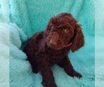 Puppy 3 Poodle (Standard)