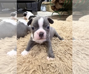 Boston Terrier Puppy for sale in FREDONIA, KS, USA