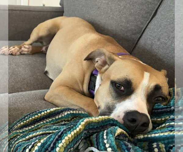 Medium Photo #2 Boxer Puppy For Sale in Rockville, MD, USA
