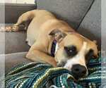 Small #1 Boxer