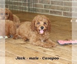 Small #2 Cavapoo