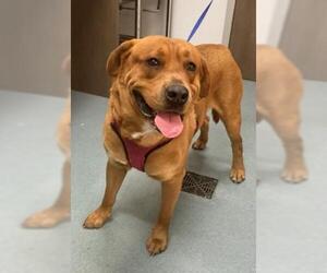 Labrador Retriever-Spanish Mastiff Mix Dogs for adoption in Baytown, TX, USA