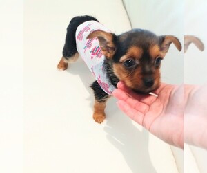 Yorkshire Terrier Puppy for sale in ESTERO, FL, USA