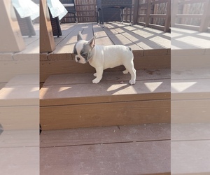 French Bulldog Puppy for sale in VALLEJO, CA, USA