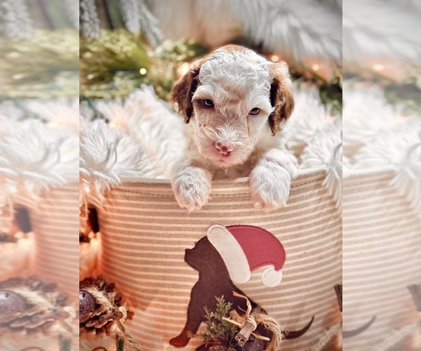 Medium Photo #8 Sheepadoodle Puppy For Sale in BUFFALO, MN, USA