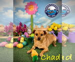 Small #9 Chihuahua Mix