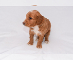 Puppy Athena Goldendoodle (Miniature)