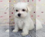 Small Photo #8 Maltese Puppy For Sale in MOMEYER, NC, USA