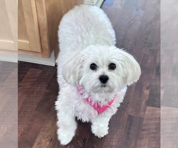 Medium Photo #1 Mutt Puppy For Sale in Rootstown, OH, USA