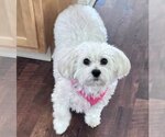 Small Mutt