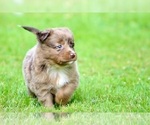 Small Photo #13 Australian Shepherd Puppy For Sale in NEWTON FALLS, OH, USA