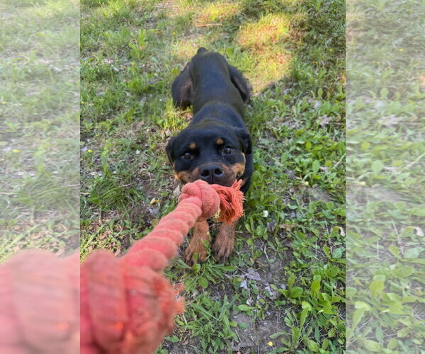 Medium Photo #5 Rottweiler Puppy For Sale in Hillsboro, NH, USA