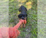 Small Photo #5 Rottweiler Puppy For Sale in Hillsboro, NH, USA