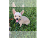 Small Mutt