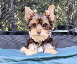 Yorkshire Terrier Puppy for sale in ROCKWOOD, TN, USA