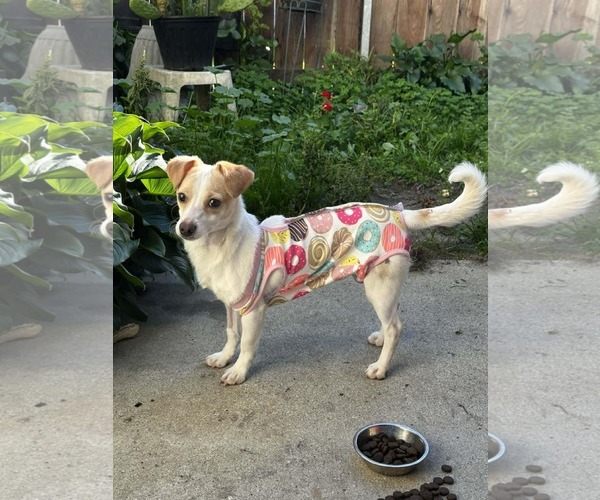 Medium Photo #10 Chihuahua-Unknown Mix Puppy For Sale in Escondido, CA, USA