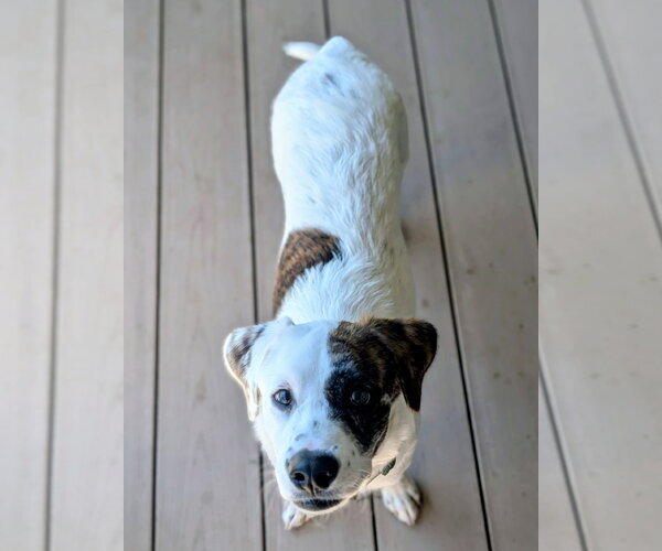 Medium Photo #5 Mutt Puppy For Sale in Sandy, UT, USA