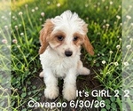 Litter of 6 - Male(s) and Female(s) Cavapoo (Miniature)Litter of Puppies for Sale - Photo #4