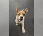 Small Photo #11 Cairn Terrier-Unknown Mix Puppy For Sale in Sandy, UT, USA