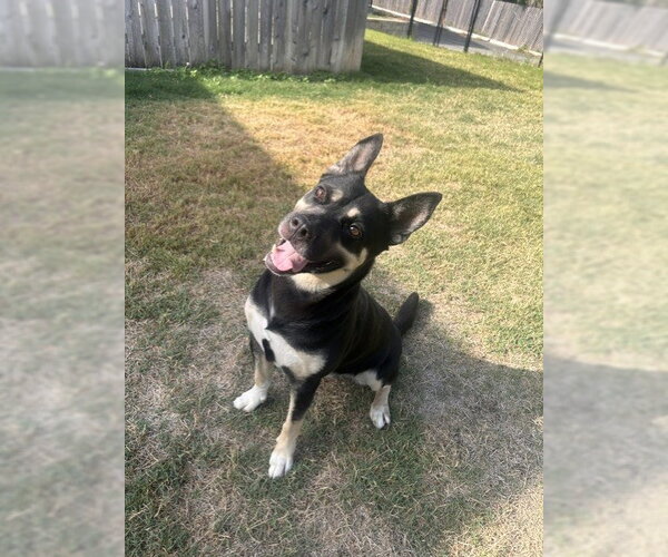 Medium Photo #1 German Shepherd Dog-Unknown Mix Puppy For Sale in Temple, TX, USA