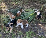 Small Photo #3 Bagle Hound Puppy For Sale in BUSHNELL, FL, USA